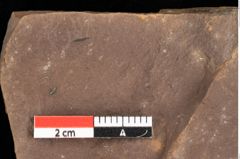 Foto (Detailansicht) von Phragmites oeningensis Braun (NHMW-GEO-2024-0188-0364)